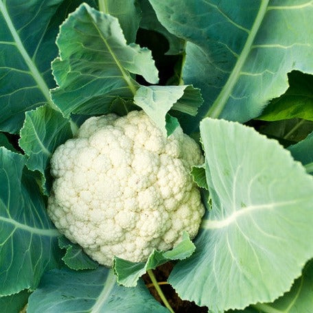 All Year Round Cauliflower seeds to order online in the USA. Large white heads, Cold tolerant! Open-pollinated, USA-quality, Heirloom, NON-GMO organic seeds & more!