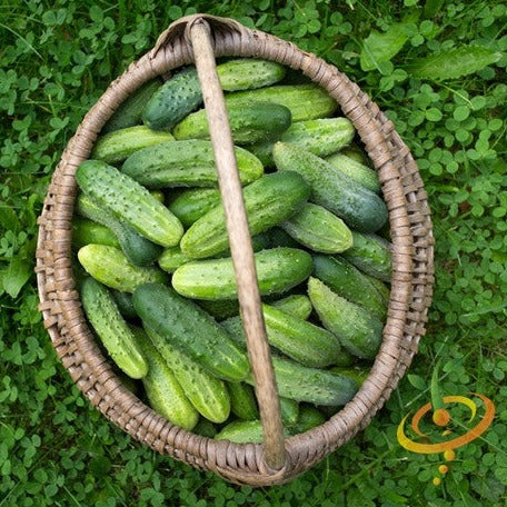 Order Boston Pickling cucumber seeds online from the USA. Smooth 3" fruits for pickling! Open-pollinated OP, USA-quality, Heirloom, NON-GMO organic seeds & more!