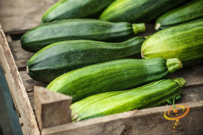 Black Beauty zucchini squash fruits in a wooden crate, glossy dark green and slender.