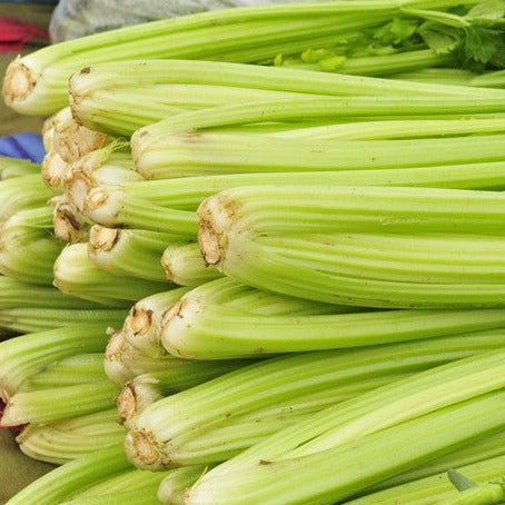 Shop for Tall Utah 52-70 Celery seeds to buy online in the USA. Thrives in beds and containers! Open-pollinated, USA-quality, Heirloom, NON-GMO organic seeds & more!