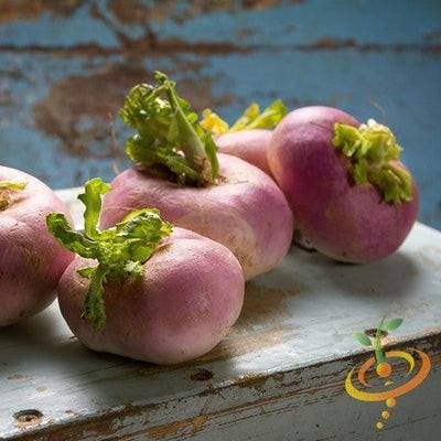Purple Top White Globe turnip roots with green tops on a rustic wooden surface