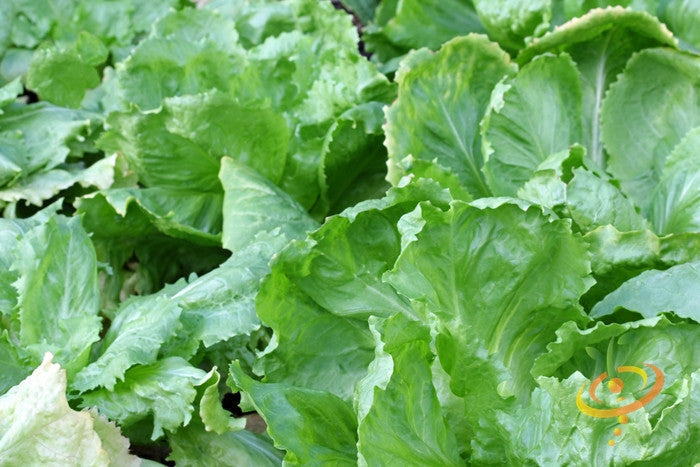 Close-up of broadleaf endive with large, dark green curly leaves and crisp ribs for salad greens