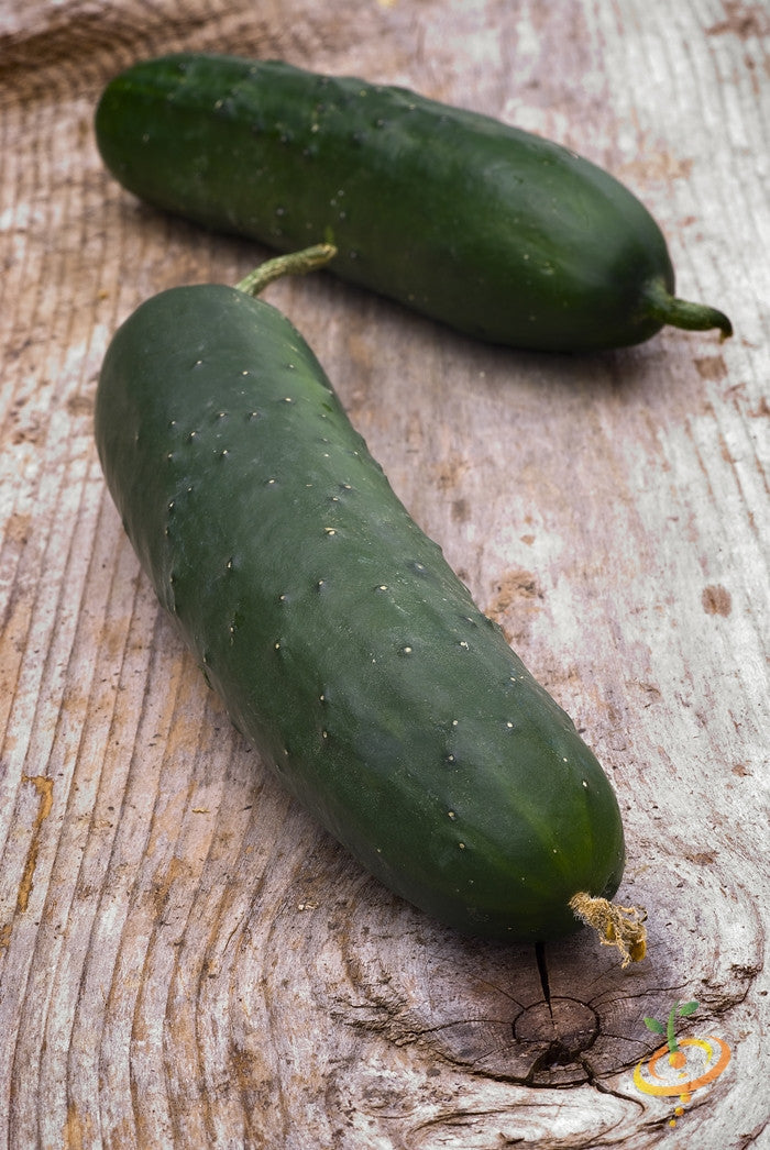 Two fresh Straight 8 cucumbers on wooden surface ready for harvest
