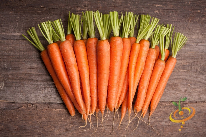 Freshly harvested Tendersweet carrots with green tops on wooden background