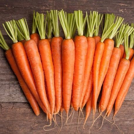 Shop for Tender sweet Carrot seeds to buy online in the USA. 7" long orange tapered roots. Open-pollinated OP, USA-quality, Heirloom, NON-GMO organic seeds & more!