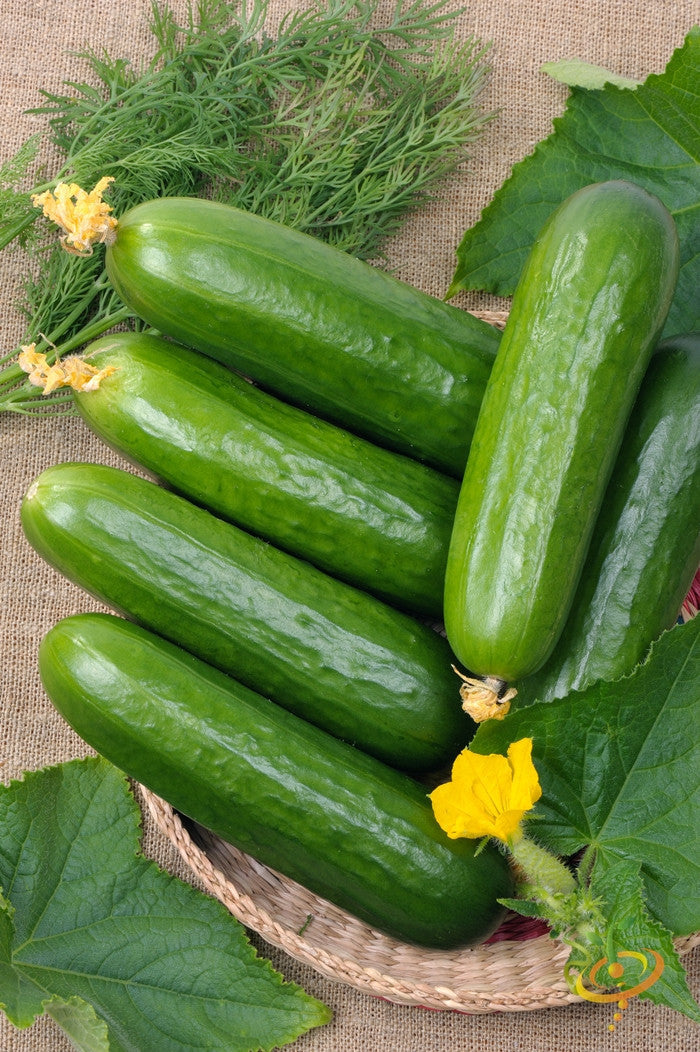Fresh Straight 8 cucumbers with flowers and green leaves on woven tray