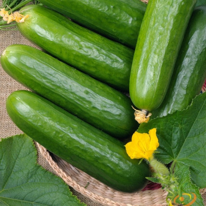 Fresh Straight 8 cucumbers with green leaves and yellow flower on woven basket