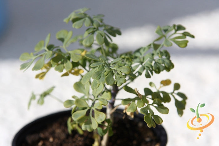 Close-up of healthy rue plant growing in a pot with green leaves, representing rue seeds cultivation.