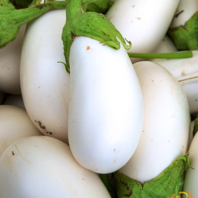 Buy fresh Casper Eggplant seeds for sale online in the USA. Heirloom, mushroom-like flavor. Open-pollinated OP, USA-quality, Heirloom, NON-GMO organic seeds & more!