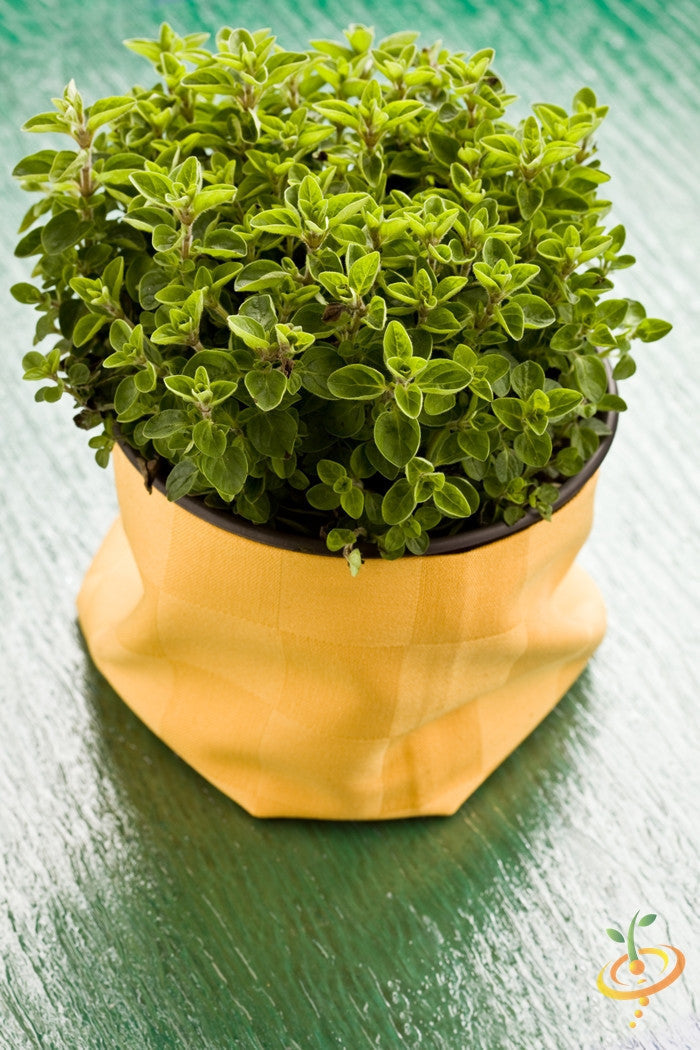 Fresh Greek oregano seeds in small packet, labeled SeedsNow, ideal for planting and herb garden cultivation.
