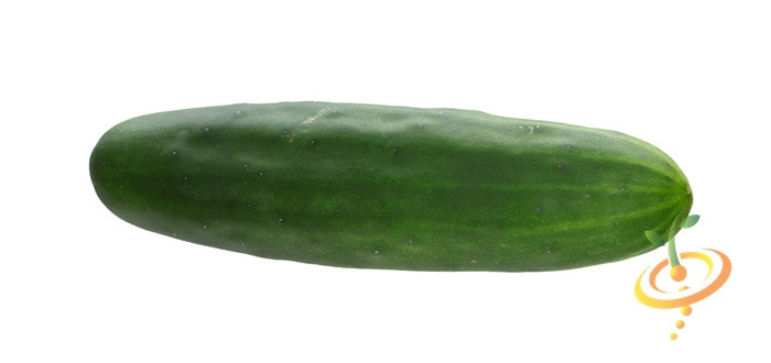 Fresh dark green Marketer cucumber isolated on white background
