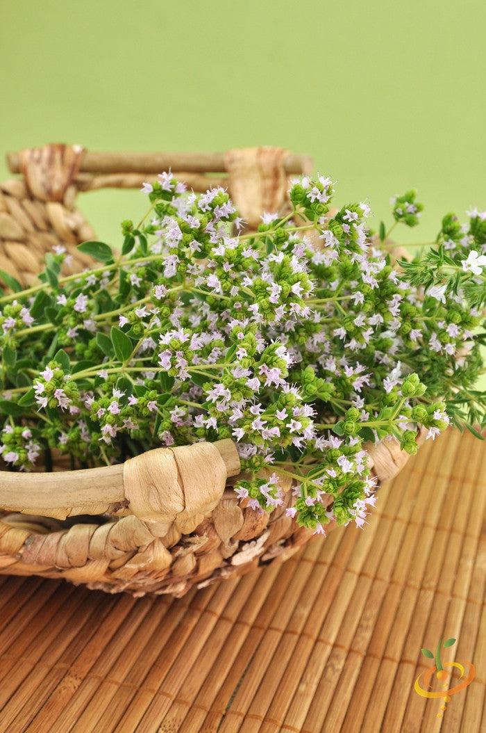 Greek oregano seeds from SeedsNow, small brown seeds for planting and growing fresh oregano herbs.