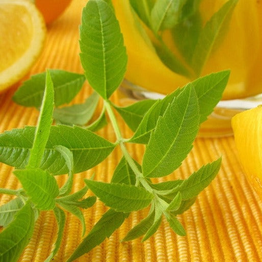 Fresh mint plant with lemon seeds from SeedsNow, showing vibrant green mint leaves and lemon seeds on a white background.