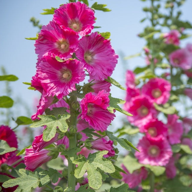 Buy Hollyhock Alcea rosea, Indian Spring Mix Flower seeds online from the USA now!