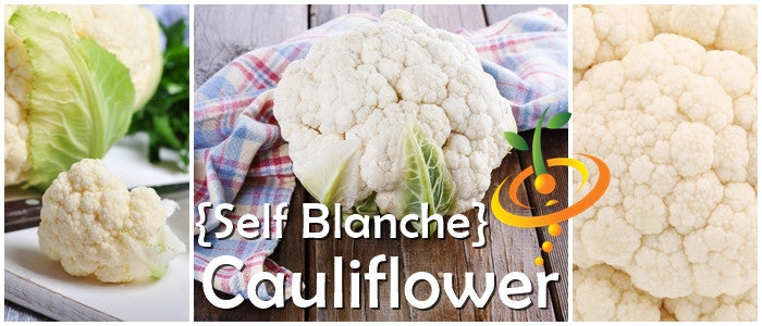 Self-blanche cauliflower snowball heads showcasing white curd and leafy protection, ideal for cauliflower seeds.
