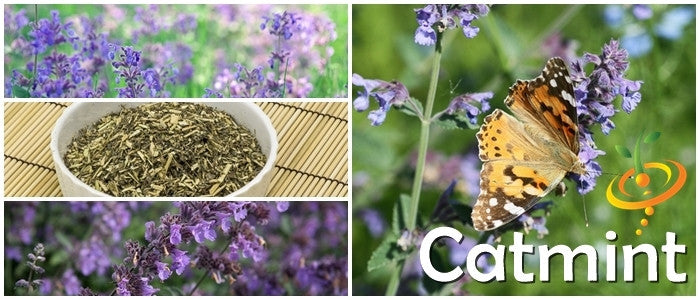 Fresh Catmint seeds from SeedsNow, ready for planting, showcasing small seed packets for catmint gardening.
