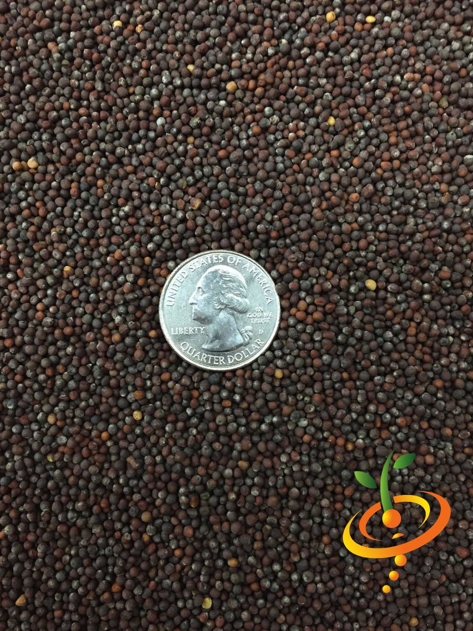 Close-up of cauliflower seeds with a US quarter coin for size comparison, showcasing self-blanche snowball cauliflower seeds