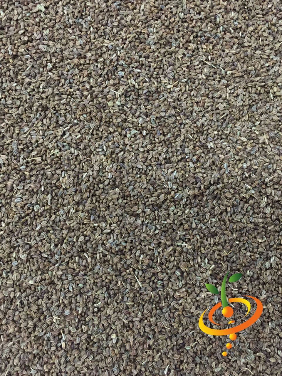 Close-up of Celery - Tendercrisp seeds scattered on a surface