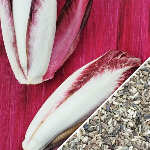 Shop for Verona Red Chicory seeds to order online in the USA. Round, red cabbage-like heads! Open-pollinated OP, USA-quality, Heirloom, NON-GMO organic seeds & more!