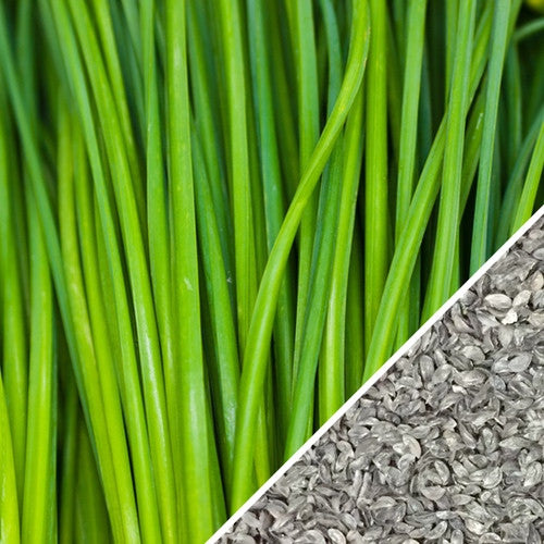 Close-up of SeedsNow garlic chive seeds in a small packet, ready for planting in a garden or container.