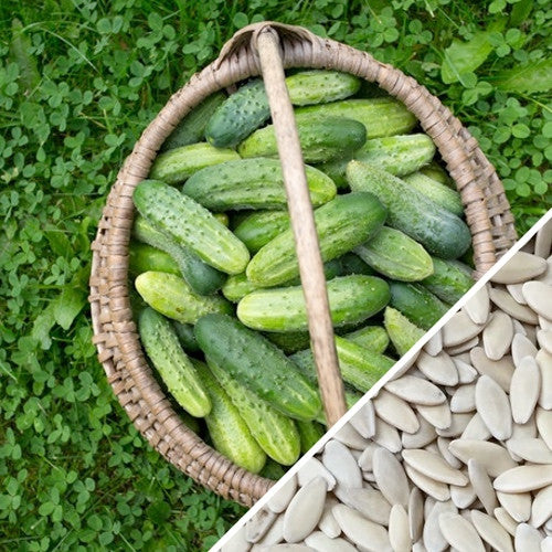 Close-up of Boston Pickling cucumber seeds from SeedsNow, showing small, round seeds ideal for pickling cucumbers.