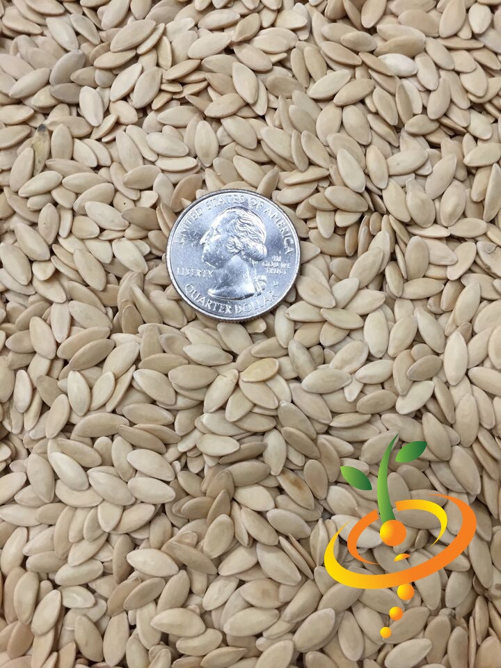 Marketer cucumber seeds with US quarter for size comparison