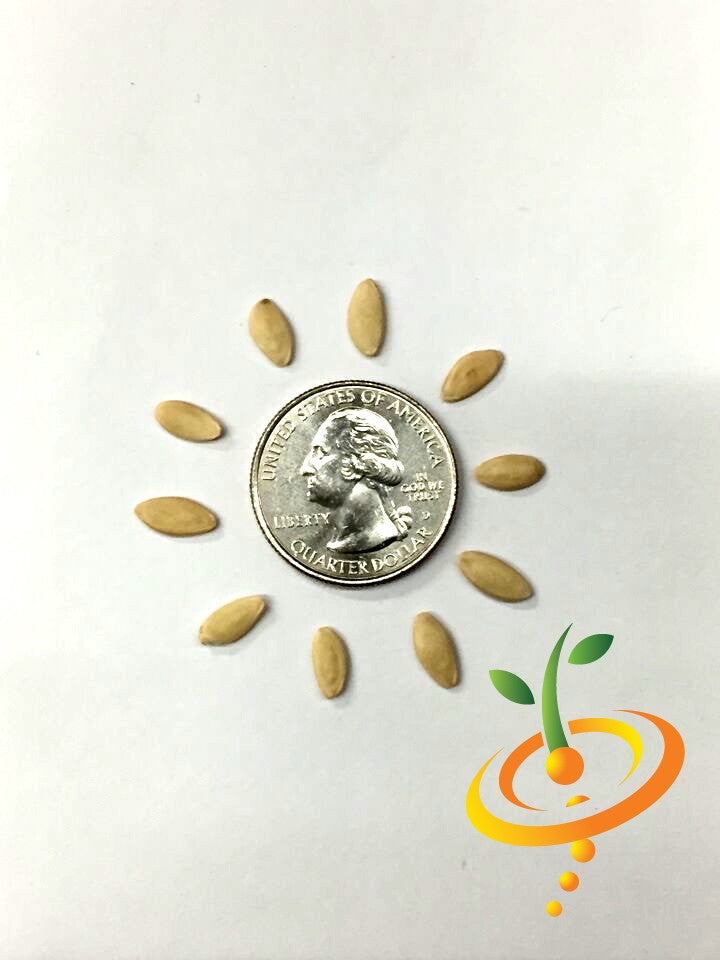 Marketer cucumber seeds arranged in a circle around a US quarter coin for size comparison