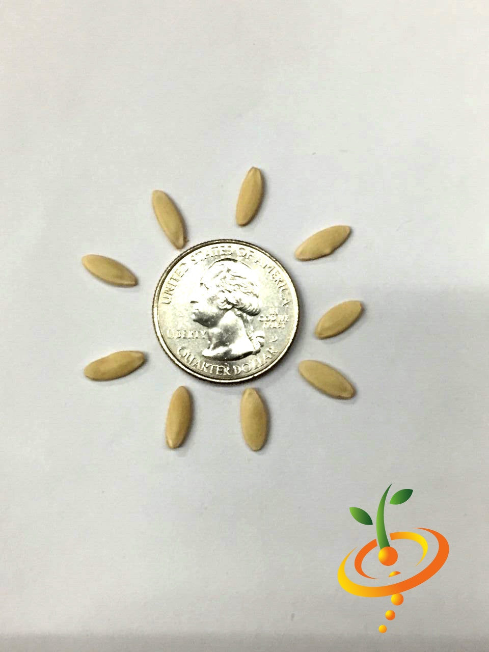 Cucumber - Muncher seeds arranged around a US quarter for size comparison on a white background