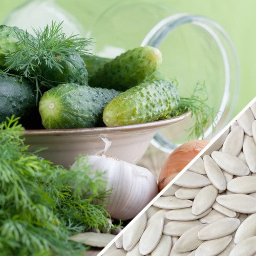Fresh National Pickling cucumbers with dill and garlic alongside cucumber seeds