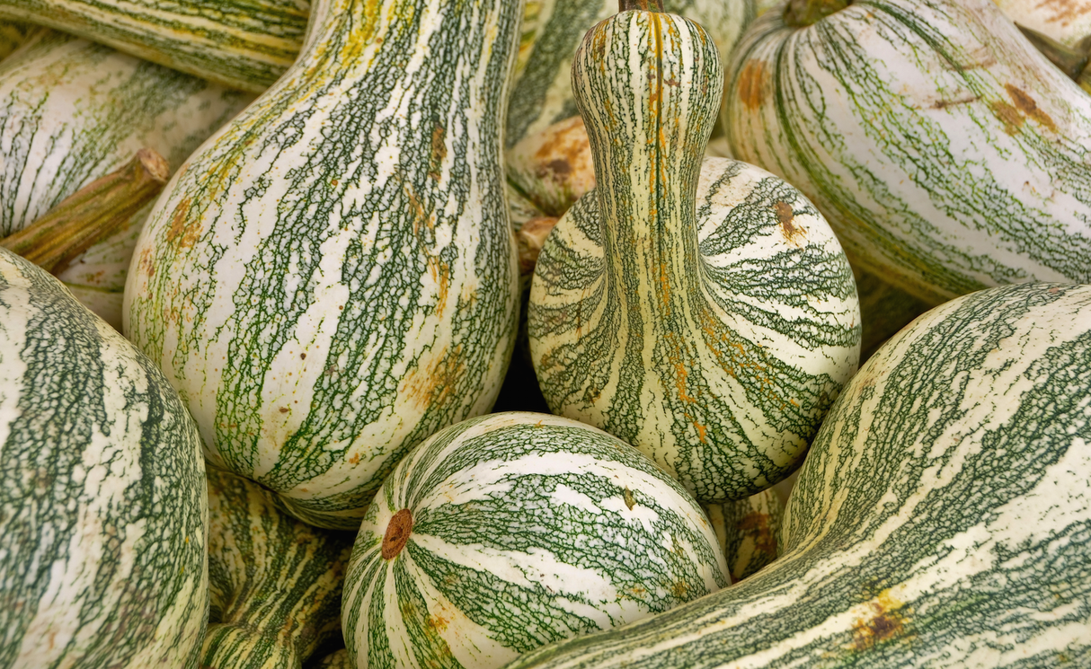 Green striped Cushaw winter squash seeds from SeedsNow, showing the seed packet with colorful illustration and seed details.