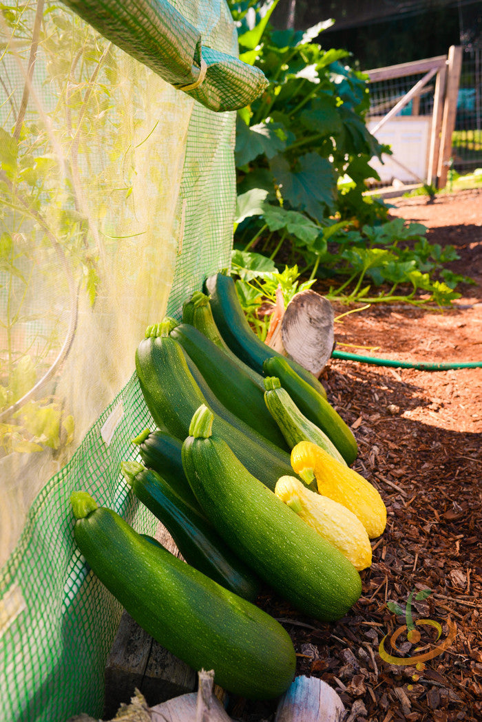 Black Beauty zucchini and yellow squash growing in a garden next to a green mesh fence under sunlight