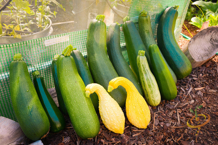 Various green and yellow zucchini squash growing in a garden bed behind a green mesh fence.