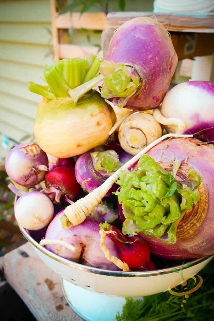 Heirloom non-GMO purple top white globe turnip roots in a bowl with green leaves