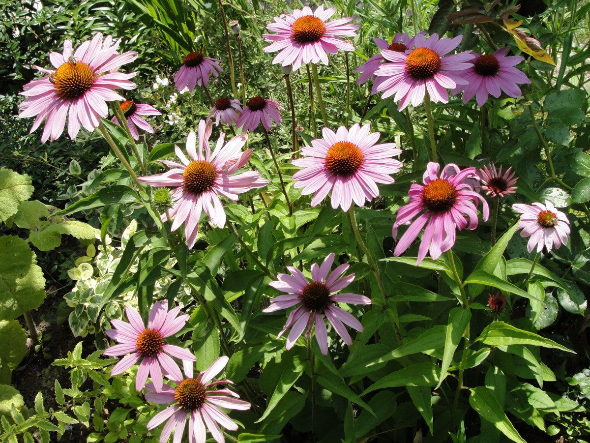 Purple coneflower (Echinacea) flower seeds from SeedsNow showing vibrant purple petals and spiky central cone.