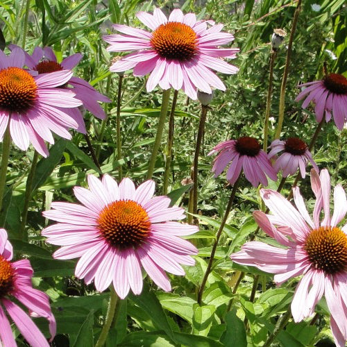 Order Purple Echinacea Coneflower seeds online in the USA. Herbal tea, medicinal plant. Open-pollinated OP, USA-quality, Heirloom, NON-GMO organic seeds & more!