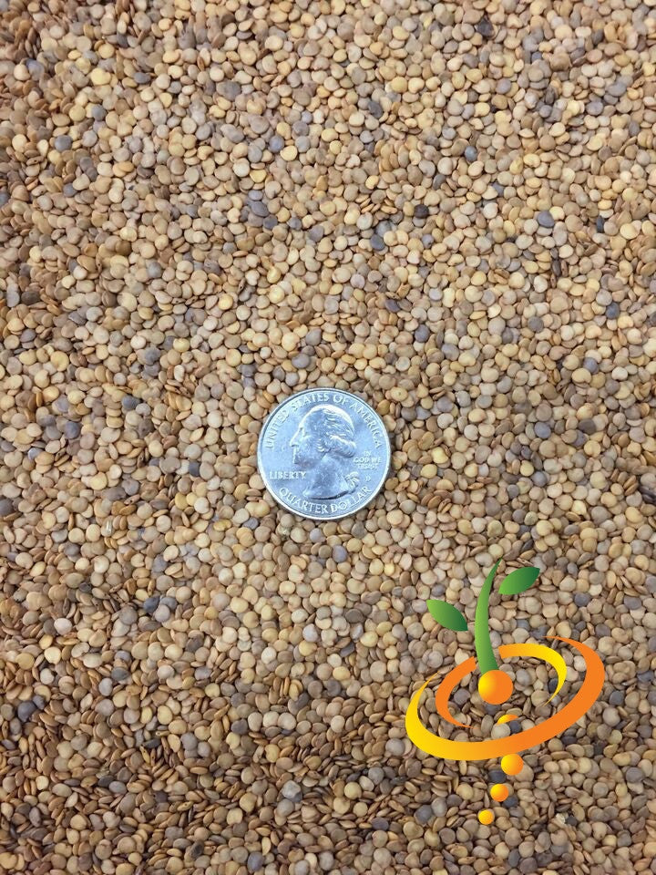 Close-up of Eggplant (Aubergine) seeds with a US quarter for size comparison from Casper seeds.