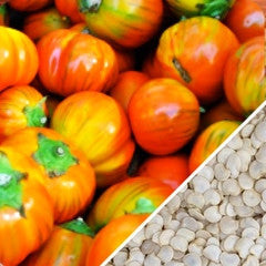 Turkish Eggplant (Aubergine) with orange seeds, fresh and ripe, shown in close-up for SeedsNow gardening product.