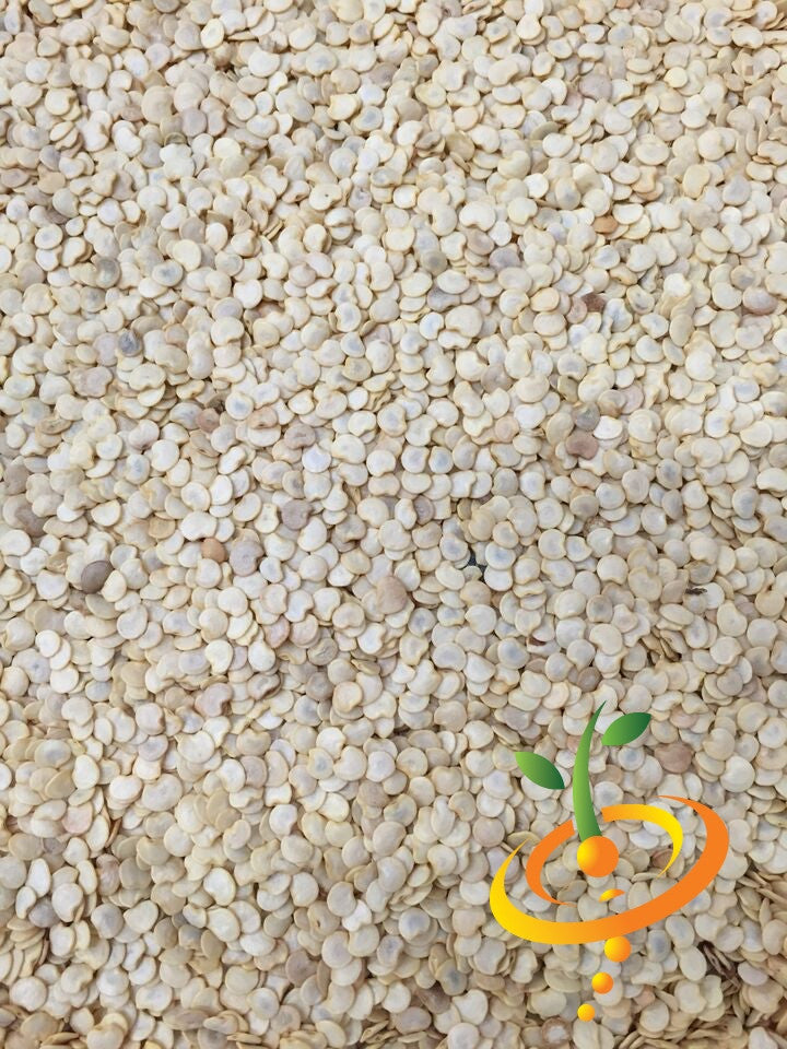 Turkish Eggplant (Aubergine) with orange seeds, fresh and vibrant, shown in a close-up view.