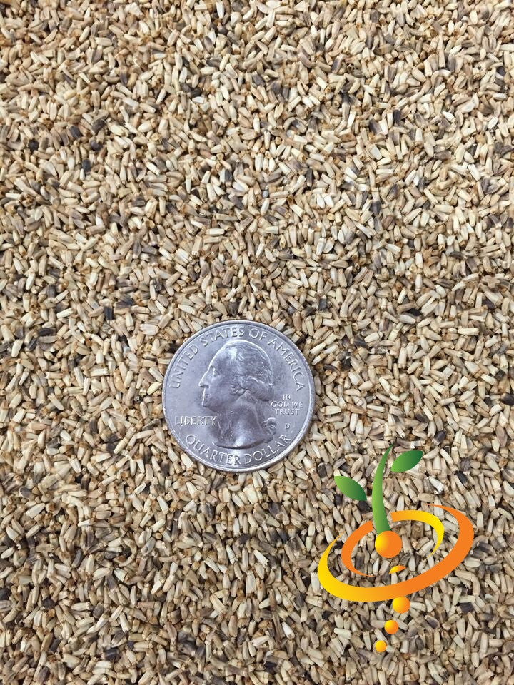 Endive Broadleaf seeds with US quarter for scale