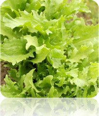 Close-up of broadleaf endive with dark green curly leaves and large tender crisp ribs, ideal for salad greens.
