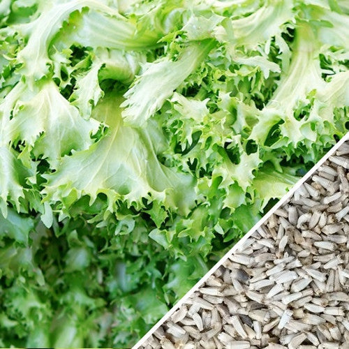 Green curled Ruffec endive seeds from SeedsNow, showing fresh seed packet with vibrant green endive leaves and curly ruffled edges.