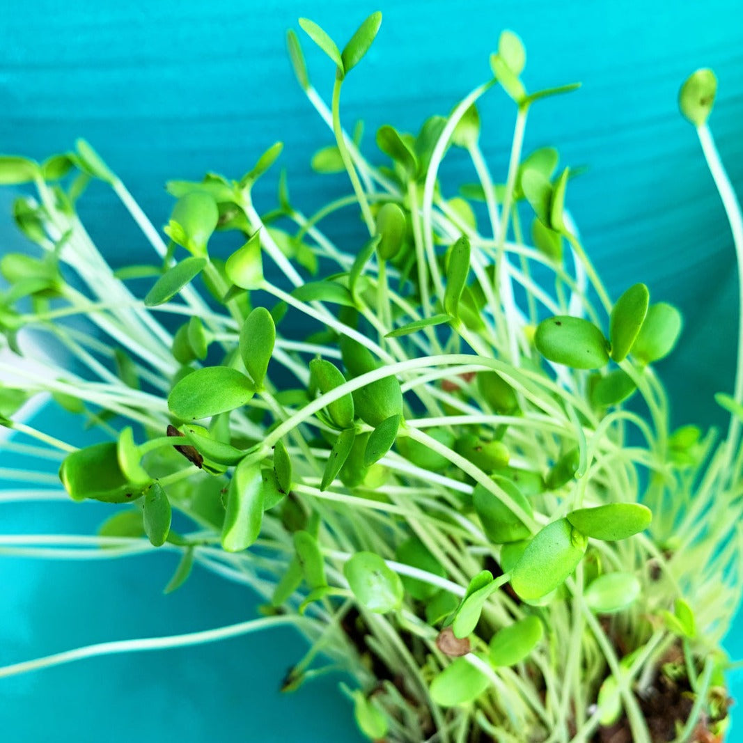 Close-up of fresh green flax seed sprouts microgreens on blue background