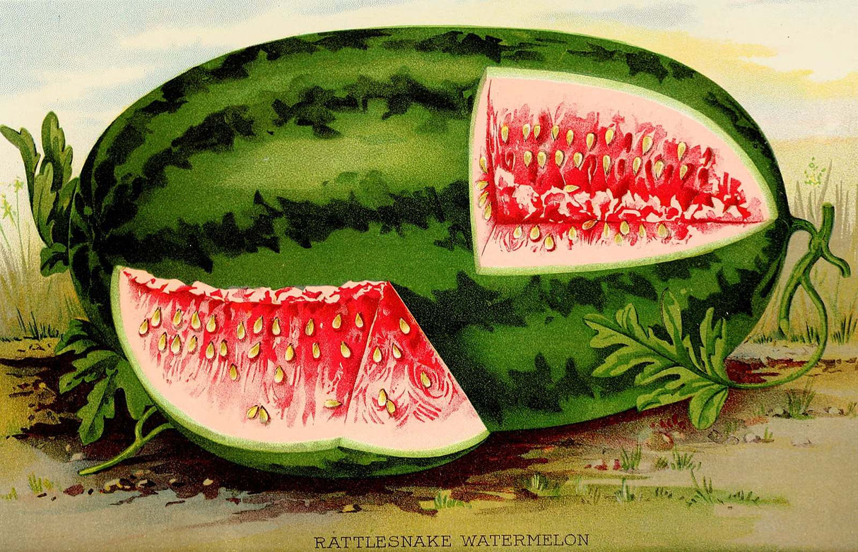 Fresh Georgia Rattlesnake watermelon from SeedsNow, showcasing ripe, striped green exterior and juicy red interior.