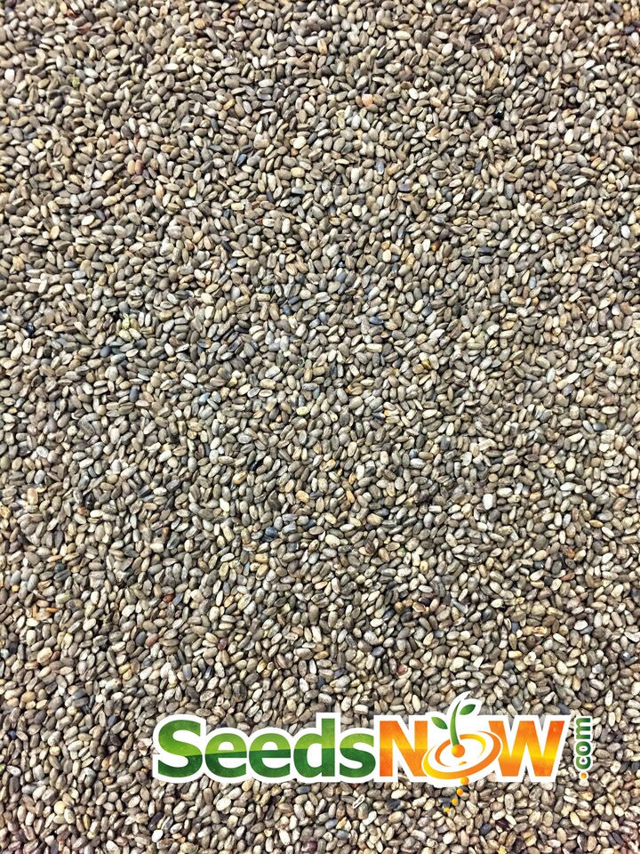 Horehound seeds from SeedsNow, small brown seeds used to grow Horehound herb for medicinal and culinary uses.