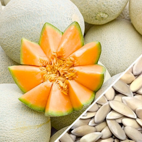 Close-up of SeedsNow Planters Jumbo cantaloupe melon seeds in packaging, highlighting the seed variety and brand.