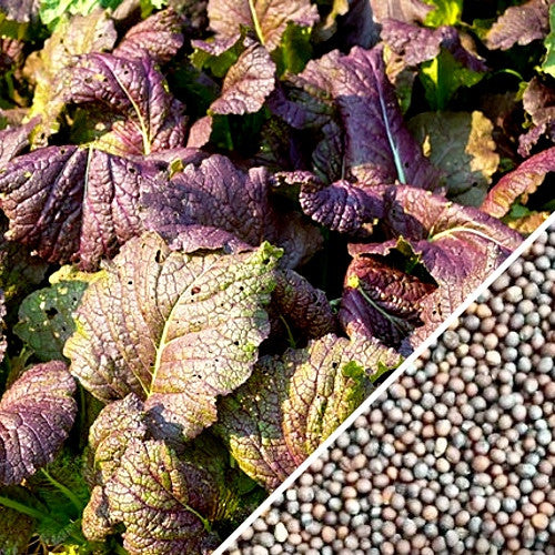 Giant Red mustard greens with purple-tinted leaves and close-up of mustard seeds