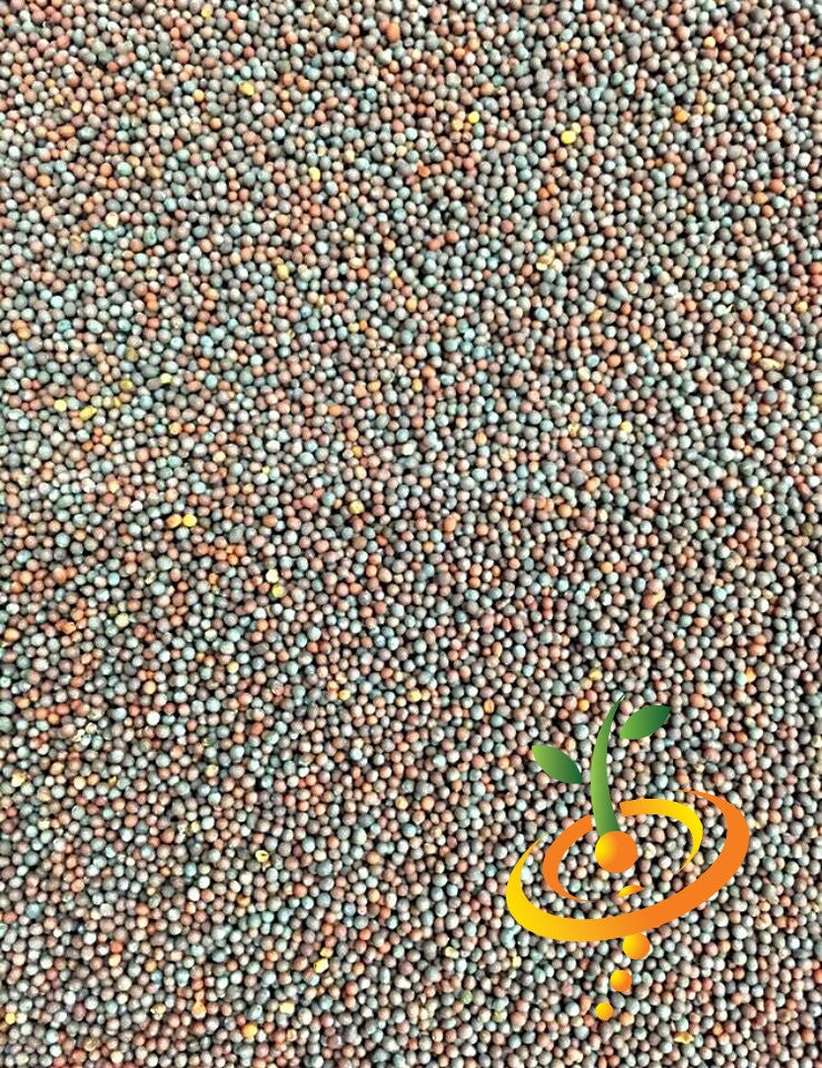 Old Fashion Mustard seeds from SeedsNow, showing small, round yellow mustard seeds in a close-up view.