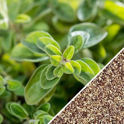 Fresh Greek oregano seeds from SeedsNow, small green seeds ideal for planting and growing aromatic oregano herbs.