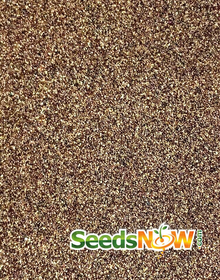 Greek oregano seeds from SeedsNow, showing small green oregano seeds in a clear container for planting or gardening.