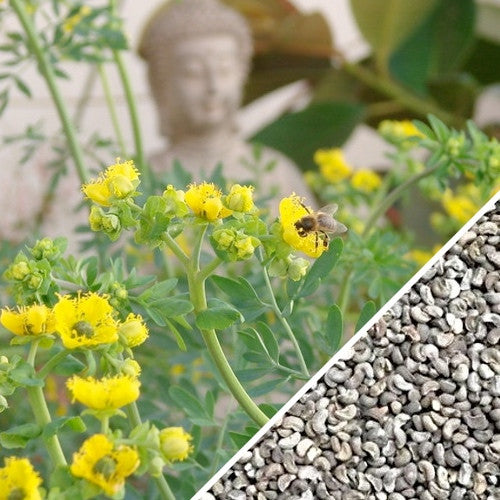 Rue plant with yellow flowers and close-up of rue seeds in a split image